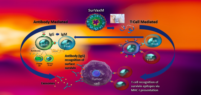 SurVaxM MOA